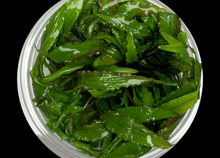 Cryptocoryne wendtii Green tissue culture