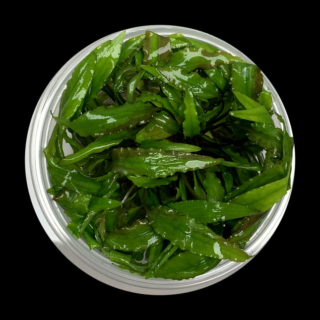 Cryptocoryne wendtii Green tissue culture