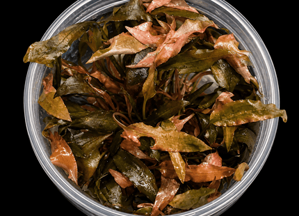 Cryptocoryne wendtii 'Red' Tissue Culture - Nano Tanks Australia