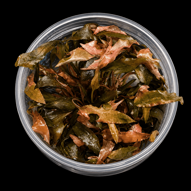 Cryptocoryne wendtii 'Red' Tissue Culture - Nano Tanks Australia