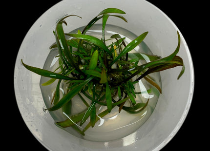 Cryptocoryne × willisii 'Lucens' Tissue Culture