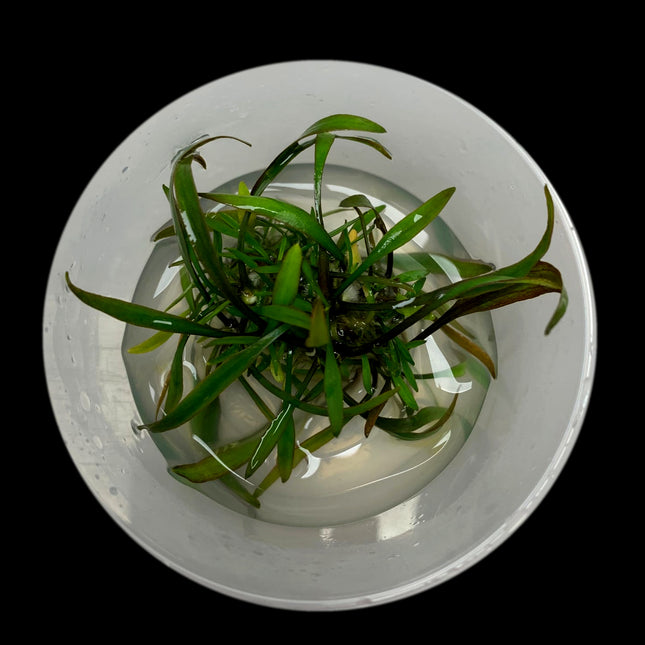 Cryptocoryne × willisii 'Lucens' Tissue Culture
