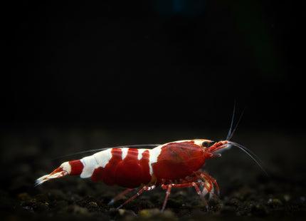 Crystal Red Shrimp - Nano Tanks Australia
