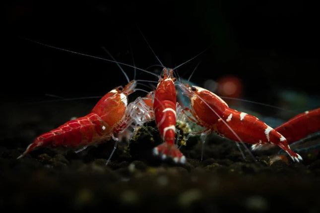 Crystal Red Shrimp - Nano Tanks Australia