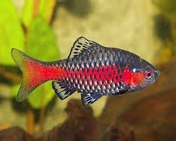 [CURRENTLY GROWING] Ticto Barb (Puntius ticto) 3 - 4cm - Nano Tanks Australia