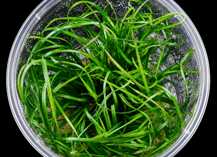 Cyperus helferi Tissue Culture - Nano Tanks Australia