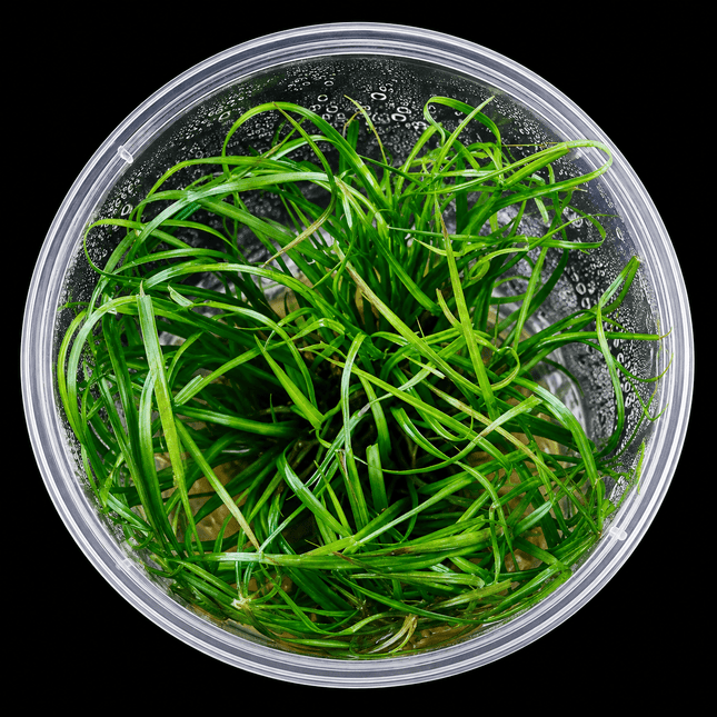 Cyperus helferi Tissue Culture - Nano Tanks Australia