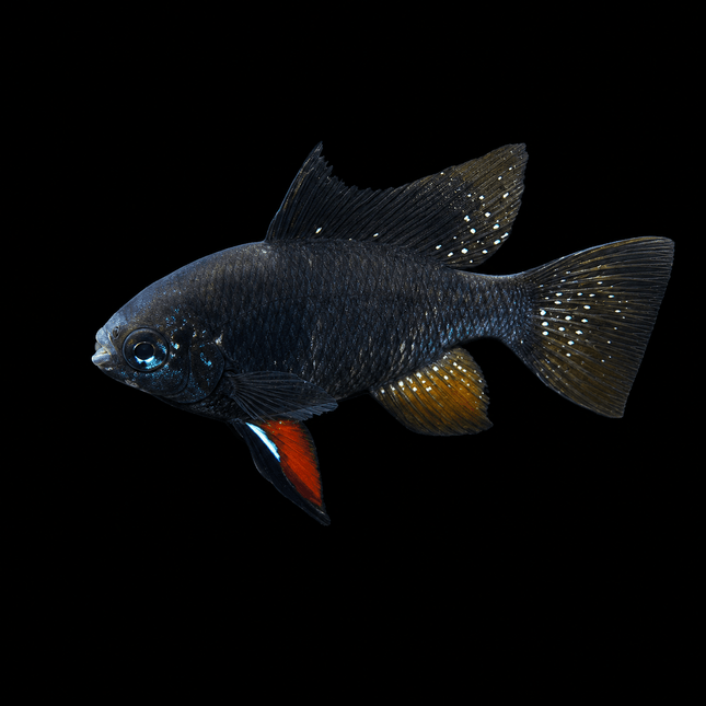 Dark Knight German Rams - Nano Tanks Australia