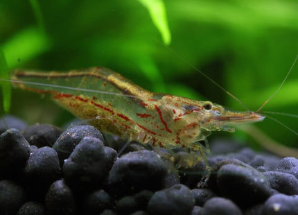Darwin Algae Shrimp - Nano Tanks Australia