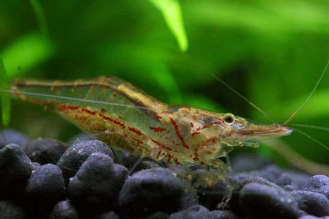 Darwin Algae Shrimp - Nano Tanks Australia