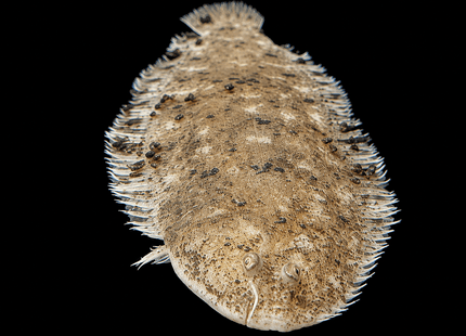 Darwin Feshwater Sole (8cm) - Nano Tanks Australia