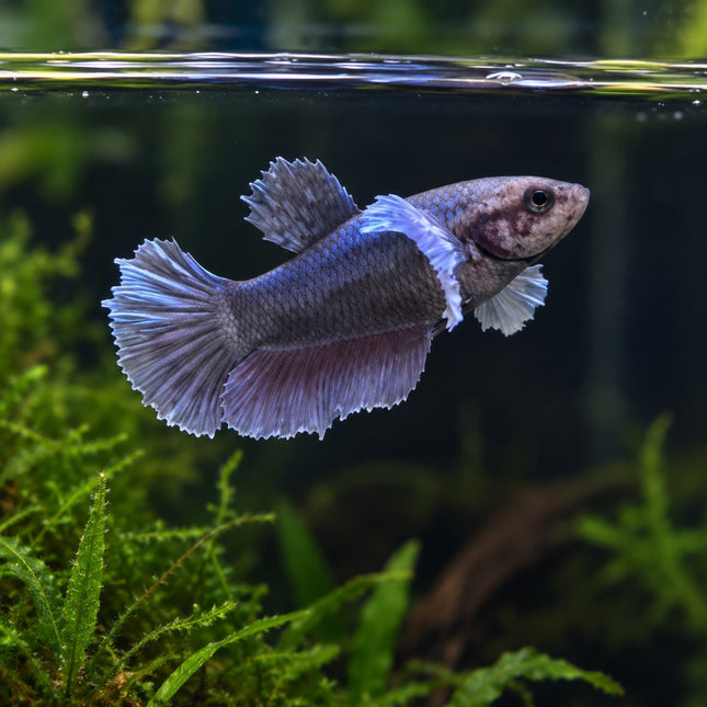 DISPLAY2 - Halfmoon Elephant Ear Female - Nano Tanks Australia