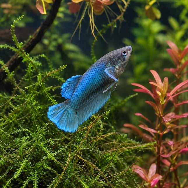 DISPLAY3 - Halfmoon Elephant Ear Female - Nano Tanks Australia