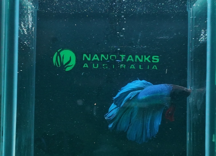 NTA|betta-2026-10-09-seven-approved-production-v1|3BT24|ORIGINAL|sha256=3af392df4583d3ec87543abb2aaa5cf7649f7bf20c1c7c7e8bdf9fc430498614