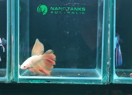 NTA|betta-20261010-143554-0ostt3|4BT46|ORIGINAL|sha256=026335eae8ebda0fe51dcd21fb9973e1d293171f9a72c71d6ab929efd1116822
