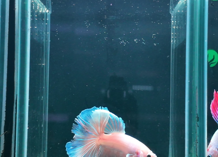 NTA|betta-20261010-143554-0ostt3|5BT35|ORIGINAL|sha256=67c1be10c6351a960b38903b3d8e5e9a0782145bc3aa44581336f54f640d96cb