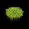 Duckweed (Lemna disperma) starter portion on black background