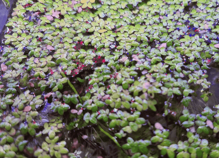 Duckweed (Lemna disperma) Starter Pack - Nano Tanks Australia Aquarium Shop