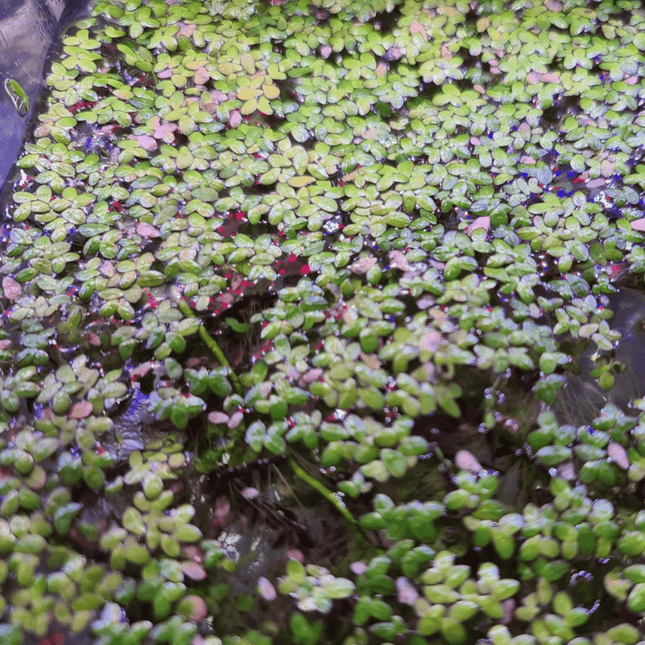 Duckweed (Lemna disperma) Starter Pack - Nano Tanks Australia Aquarium Shop