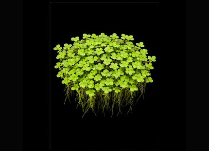 Duckweed (Lemna disperma) Starter Pack - Nano Tanks Australia