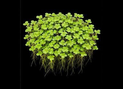 Duckweed (Lemna disperma) Starter Pack - Nano Tanks Australia
