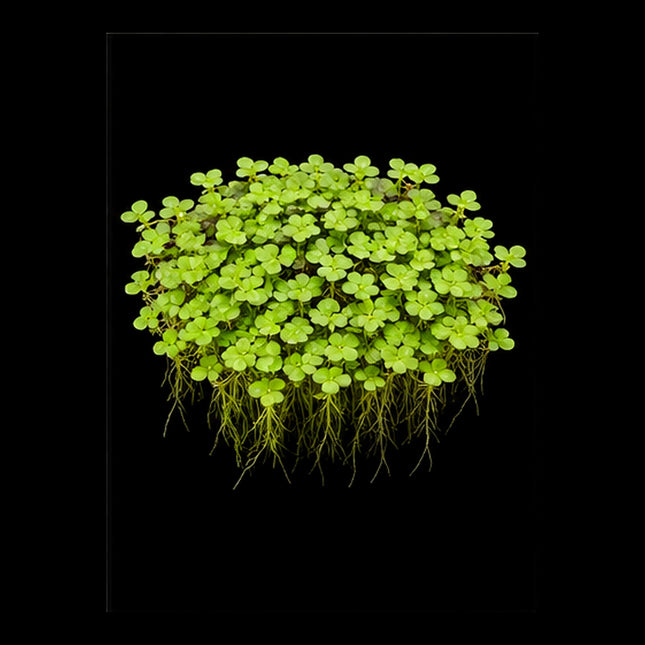Duckweed (Lemna disperma) Starter Pack - Nano Tanks Australia