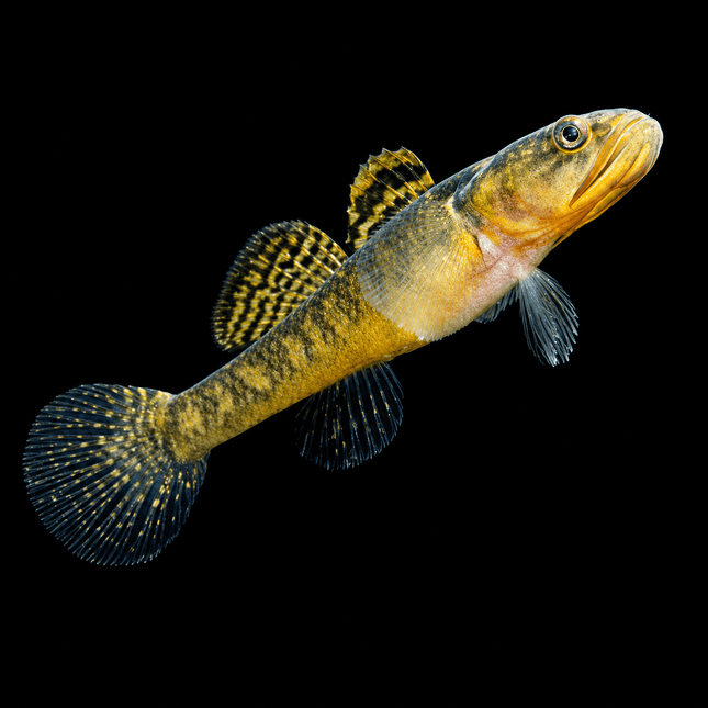 Dwarf Flathead Gudgeon (Philypnodon macrostomus) 2-4cm - Nano Tanks Australia