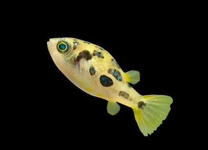 Dwarf Pea Puffer (Carinotetraodon travancoricus) (Juveniles) 1-1.5 cm - Nano Tanks Australia