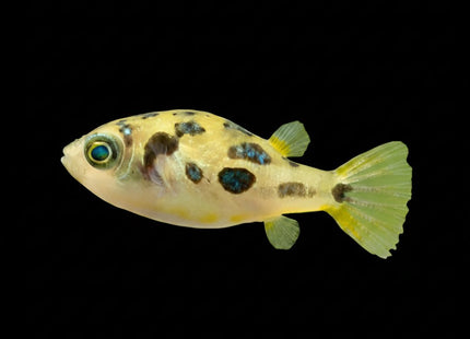 Dwarf Pea Puffer (Carinotetraodon travancoricus) (Juveniles) 1-1.5 cm - Nano Tanks Australia