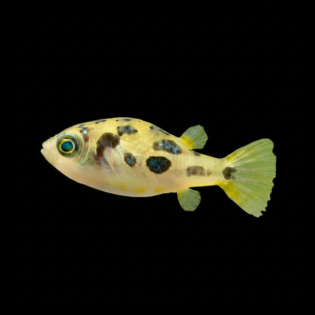 Dwarf Pea Puffer (Carinotetraodon travancoricus) (Juveniles) 1-1.5 cm - Nano Tanks Australia