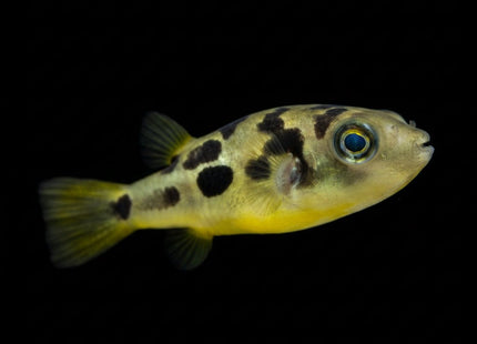 Dwarf Pea Puffer (Carinotetraodon travancoricus) (Juveniles) 1-1.5 cm - Nano Tanks Australia