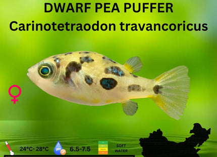 Dwarf Pea Puffer Carinotetraodon travancoricus. (Sub Adults) 1 cm - Nano Tanks Australia Aquarium Shop