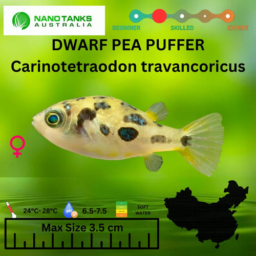 Dwarf Pea Puffer Carinotetraodon travancoricus. (Sub Adults) 1 cm