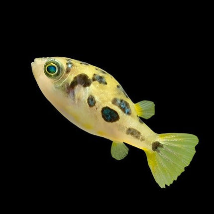 Dwarf Pea Puffer Carinotetraodon travancoricus. (Sub Adults) 1 cm - Nano Tanks Australia Aquarium Shop