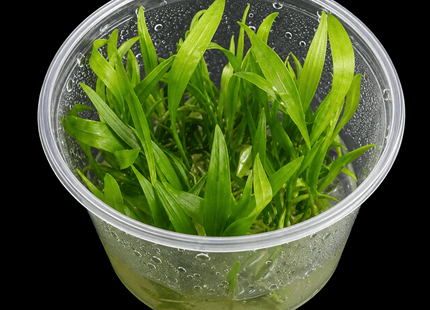 Echinodorus bolivianus (Rusby) Tissue Culture - Nano Tanks Australia