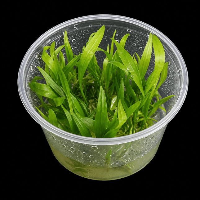 Echinodorus bolivianus (Rusby) Tissue Culture - Nano Tanks Australia