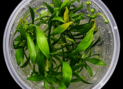 Echinodorus grisebachii Tissue Culture - Nano Tanks Australia