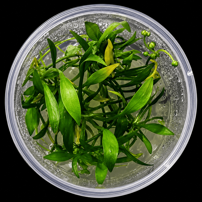 Echinodorus grisebachii Tissue Culture - Nano Tanks Australia
