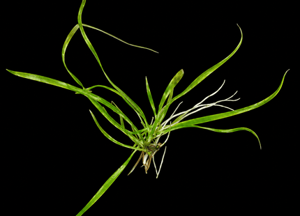 Echinodorus latifolius - Nano Tanks Australia