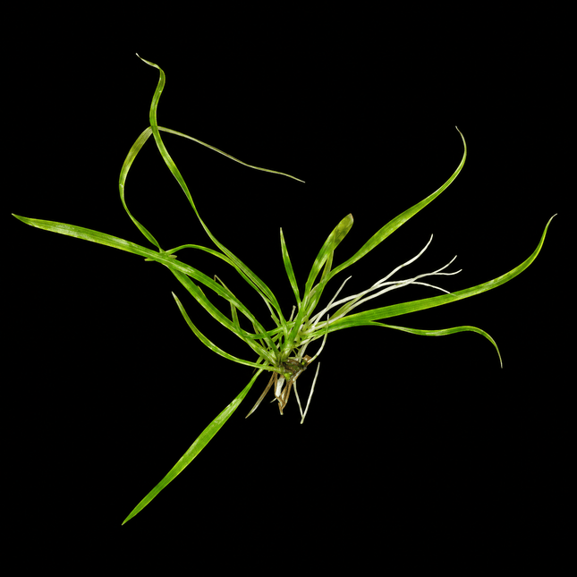 Echinodorus latifolius - Nano Tanks Australia