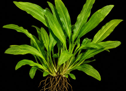 Echinodorus 'Martii/Major' – Bare Root - Nano Tanks Australia