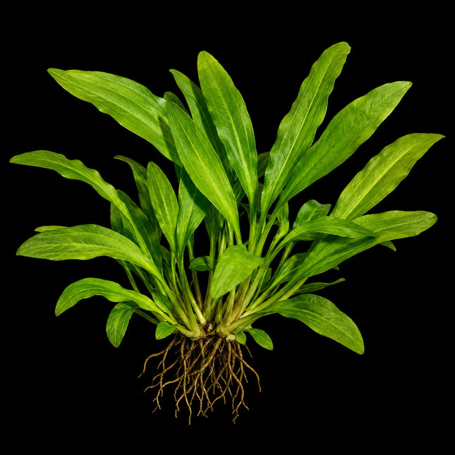 Echinodorus 'Martii/Major' – Bare Root - Nano Tanks Australia