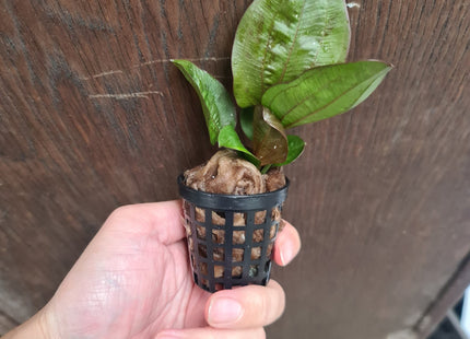 Echinodorus reni on pot - Nano Tanks Australia Aquarium Shop