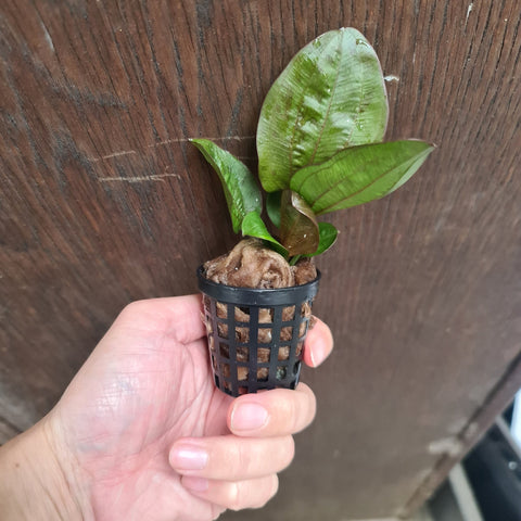 Echinodorus reni on pot - Nano Tanks Australia Aquarium Shop