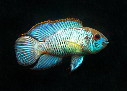 Electric Blue Acara 5cm - Nano Tanks Australia Aquarium Shop