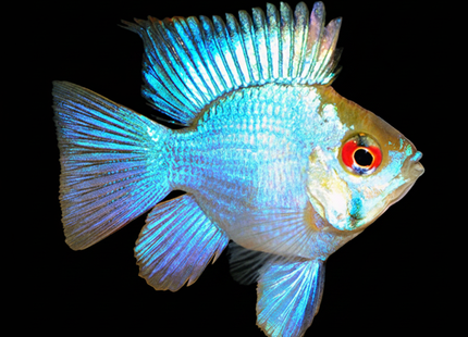 Electric Blue Ram (Balloon) (Mikrogeophagus ramirezi) 2-5cm - Nano Tanks Australia