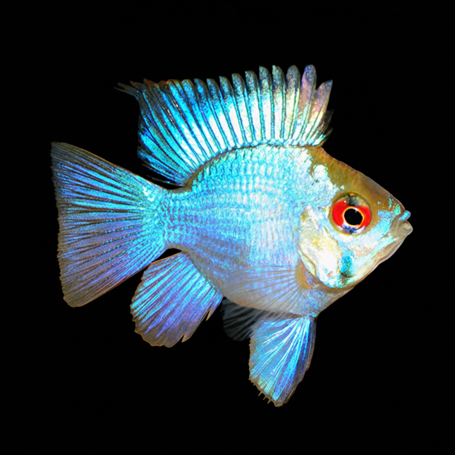 Electric Blue Ram (Balloon) (Mikrogeophagus ramirezi) 2-5cm - Nano Tanks Australia