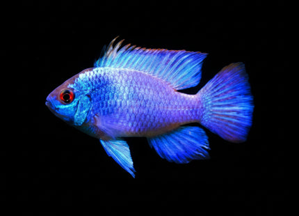 Electric Blue Ram (Mikrogeophagus ramirezi) 4 - 5cm - Nano Tanks Australia
