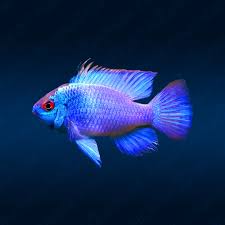 Electric Blue Ram (Mikrogeophagus ramirezi) 4 - 5cm - Nano Tanks Australia