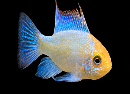 Electric Blue Rams 2-4cm - Nano Tanks Australia